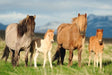 Schmidt Vaikiškos dėlionės Family of Horses, 200