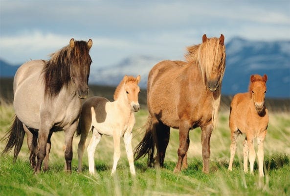 Schmidt Vaikiškos dėlionės Family of Horses, 200